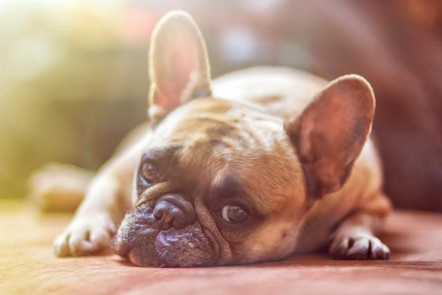 Is Your Dog Stressed? Here Are 5 Possible Signs - Present Them