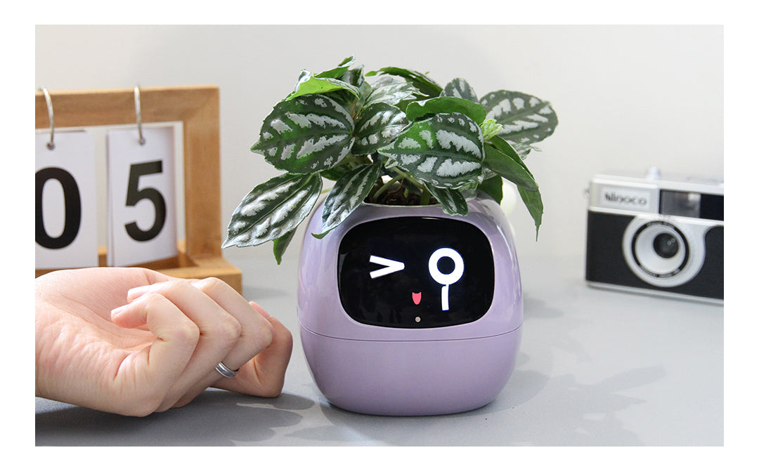 Let’s Redefining AI Gardening by a Small AI Companion