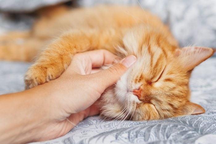 Where Do Cats Like to Be Petted? - Present Them
