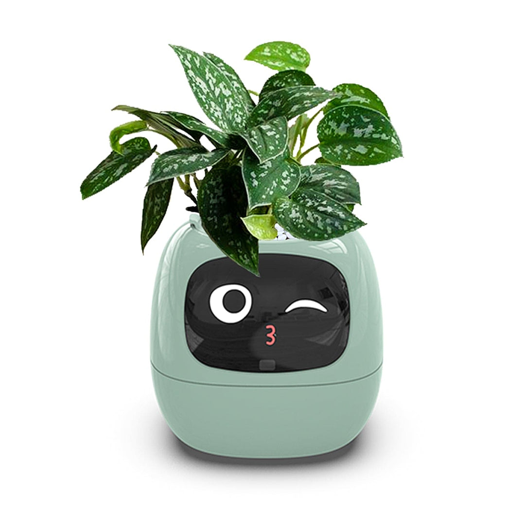 Masdio Ivy - Smart Flowerpots, Endless Fun